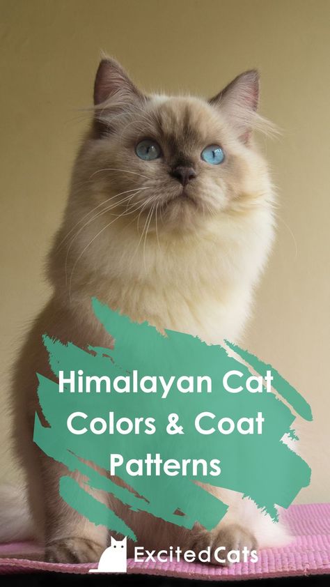 In this article, we’re going to give you some basic information about Himalayan cats, details about each of the 20 recognized colors, as well as grooming tips to help keep your cat looking purr-fect! #catgrooming #catbreed #excitedcats #catinfo #himalayancats #cattips #catcolor Himalayan Cat Kitten, Himalayan Persian Cats, Himalayan Cats, Excited Cat, Himalayan Cat, Cat Info, Grooming Tips, Ghost Cat, Persian Cat