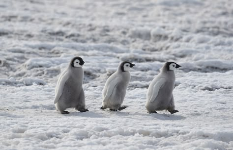 https://flic.kr/p/2j57p81 | Emperor Penguins | Emperor Penguins, Snow Hill Island, Antarctica. Emperor Penguin Chick, Penguin Wallpaper, Emperor Penguins, Penguin Pictures, Snow Hill, Emperor Penguin, Penguin Love, Animal Print Wallpaper, Baby Penguins