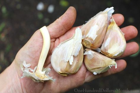 garlic bulbs Benefits Of Raw Garlic, Growing Garlic From Cloves, Planting Spring Bulbs, How To Plant Garlic, Garlic Planting, Health Benefits Of Garlic, Plant Garlic, Benefits Of Garlic, Grow Garlic