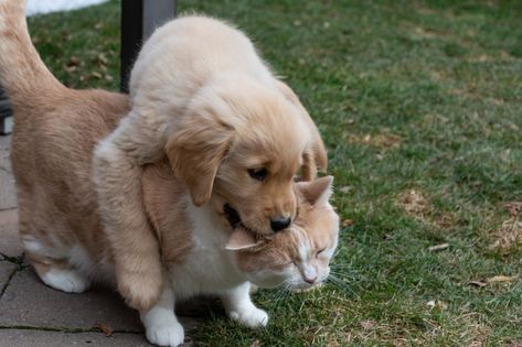 Golden Retriever Names, Opening Presents, Puppy Biting, Golden Puppy, Dog Food Brands, Cat Call, Play Together, Puppy Play, Golden Retriever Puppy