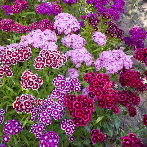 Heliotropium Arborescens, Sweet William Flowers, Mirabilis Jalapa, Prairie Garden, Zone 10, Plants For Hanging Baskets, Sweet William, Shade Flowers, Flower Spike