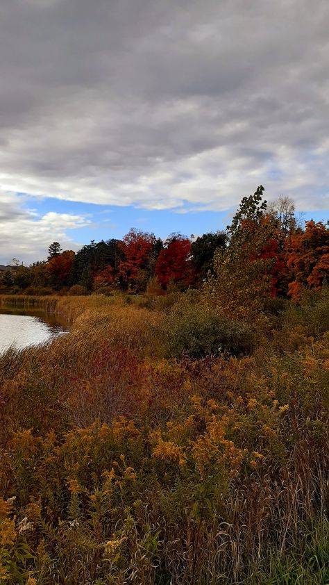 Fall trees ontario canada Ontario Aesthetic, Cryptid Club, Dundas Ontario, Southern Ontario, Fall Trees, Autumn Activities, Autumn Aesthetic, Autumn Trees, Ontario Canada