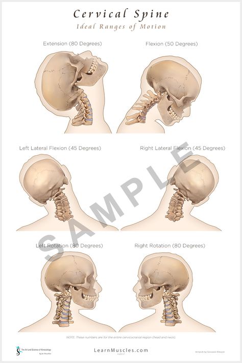 Cervical Spine Anatomy, Motion Drawing, Thoracic Outlet, Body And Skin Care, Cervical Spine, Anatomy Study, Online Therapy, Continuing Education, Massage Therapy