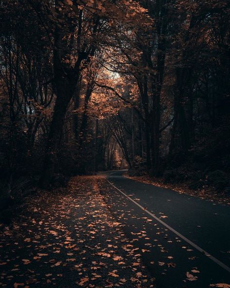 Fall Season Aesthetic Dark, Dark Moody Fall Aesthetic, Black Autumn Aesthetic, Washington In The Fall, Lindseycore Aesthetic, Fall Mood Aesthetic, Witchy Fall Aesthetic, Fall Dark Aesthetic, Gloomy Fall Aesthetic