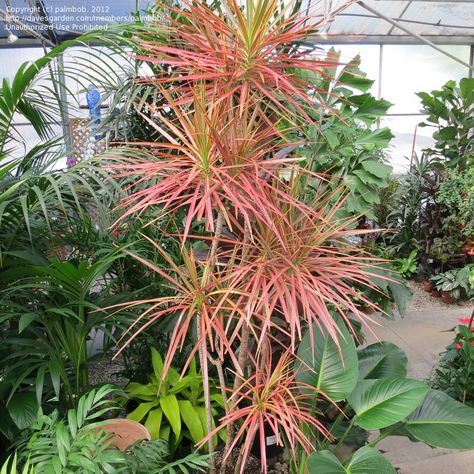 Tri-color Dracena Madagascar Dragon Tree, Dracaena Marginata, Popular House Plants, Dracaena Plant, Indoor Tree, Dragon Tree, Inside Plants, Interior Plants, Unusual Plants