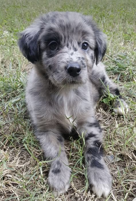 Golden Retriever Mixed With Aussie, Borzoi Dog Drawing, Black Borzoi, Australian Retriever, Mixed Puppies, Dog Reference, Borzoi Dog, Cute Dogs Images, Dog Black