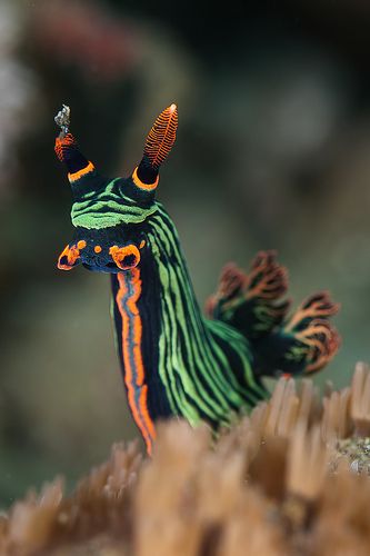 Nembrotha Kubaryana, Creature Marine, Deep Sea Creatures, Sea Slug, Beautiful Sea Creatures, Underwater Creatures, Underwater Life, Aquatic Animals, Beautiful Fish