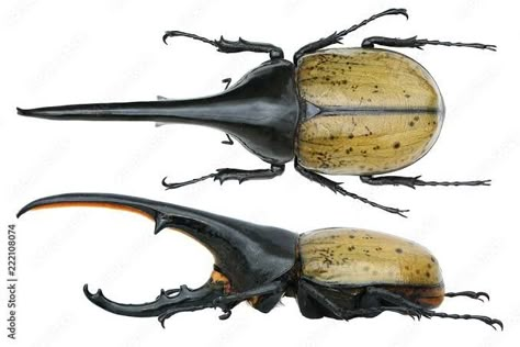 Rhinoceros Beetle, Hercules Beetle, Rhino Beetle, Insect Photos, Cool Insects, Bug Tattoo, Paper Cutout Art, Insect Collection, Cool Bugs