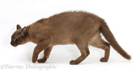 Defensive Cat Pose, Cat Stalking Reference, Cat Stalking, Cat Poses, Cat References, Cat Expressions, Burmese Cat, Cat Anatomy, Cat Run