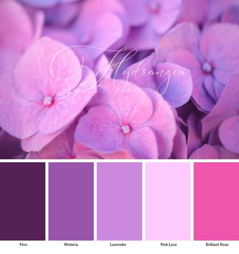 Lavender Color Scheme, Lavender Color Palette, Style Tips And Tricks, Flowers Hydrangea, Purple Color Palettes, Pink Color Schemes, Red Colour Palette, Color Schemes Colour Palettes, May 1st