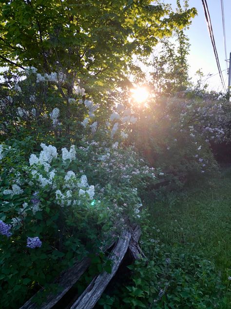 Banks of beautiful lilacs this spring, heavenly scents. City of Kawartha Lakes. Kawartha Lakes, Lake Ontario, Ontario, Banks, Scents, Lilac, Country Roads, Lake, Road