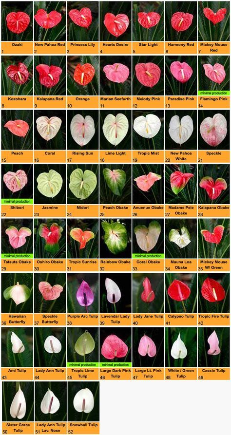 Anthurium varieties: http://www.pacflor.com/anthuriums.html Anthurium Varieties, Front Yard Garden Ideas, Easy Landscaping Ideas, Yard Garden Ideas, Anthurium Plant, Flower Chart, Anthurium Flower, Tropical Flower Plants, Aesthetic Garden