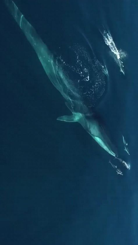 Blue Whale Video, Whale Video, Fin Whale, Great Whale, Sea Mammal, Beautiful Sea Creatures, Underwater Creatures, Majestic Animals, Beautiful Fish