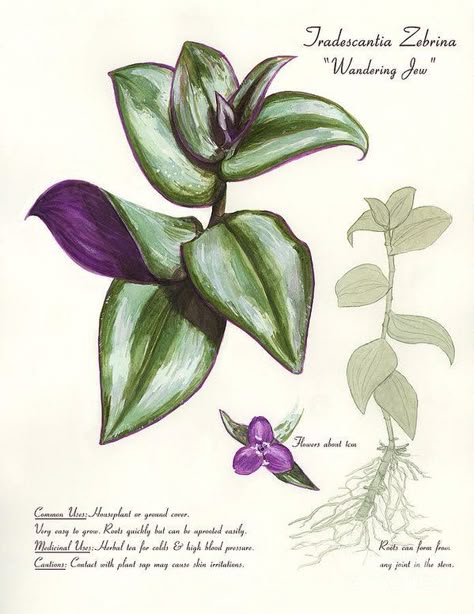 Tradescantia Zebrina, Wandering Jew Plant, Types Of Houseplants, Wandering Jew, Purple Plants, Plant Tattoo, Illustration Botanique, Plant Painting, Plant Cuttings