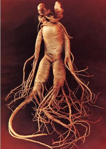 mandrake root -  Its distinctive form is often said to resemble a human being, and since Biblical times it has been believed to aid with human conception, in addition to possessing many other magical and curative powers. It was believed that it shrieked when pulled out of the ground and either made you mad, brought you bad luck or even killed you. Mandrake Root, Korean Ginseng, Ginseng Root, Human Form, Land Art, Permaculture, Book Of Shadows, Chester, Trees To Plant