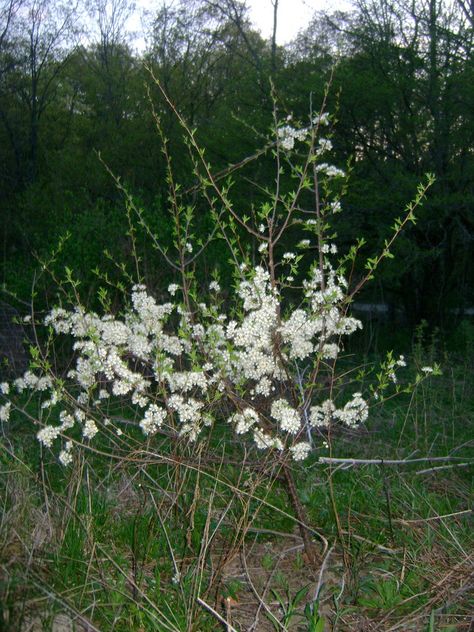 Growing American Plums — Twisted Tree Farm American Plum Tree, Types Of Plums, Wild Plum Tree, Plum Seed, Wild Plum, Plum Recipes, Fruit Bushes, Smelling Flowers, Hillside Garden