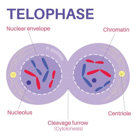 Telophase Mitosis, Phases Of Mitosis Drawing, Cell Analogy, Cell Biology Notes, Textbook Cover, Cell Diagram, Educational Websites For Kids, Human Physiology, Genetic Counseling