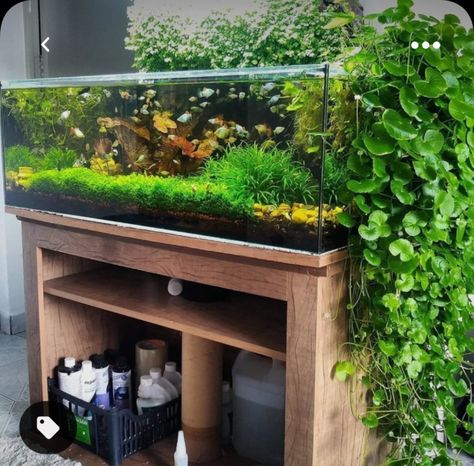 Water Terrarium Ideas, Fish Tank With Plants, Water Terrarium, Biotope Aquarium, Aquarium Garden, Amazing Aquariums, Fish Tank Terrarium, Cool Fish Tanks, Diy Fish Tank