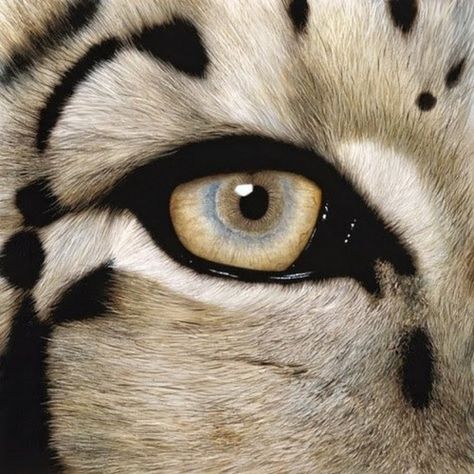 Photo White Tiger, The Eye, The White, Black And White, White, Black