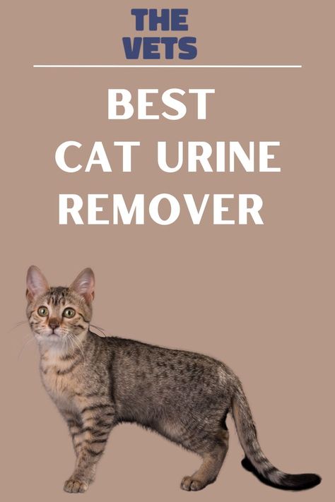 Diy Cat Urine Remover, Diy Cat Urine Odor Remover, Getting Cat Urine Smell Out, Get Rid Of Cat Pee Smell Carpets, Stop Cats From Scratching Furniture, Best Way To Get Rid Of Cat Urine Smell, How To Get Cat Urine Out Of Furniture, Diy Cat Pee Smell Removal, How To Get Cat Urine Smell Out Of Carpet