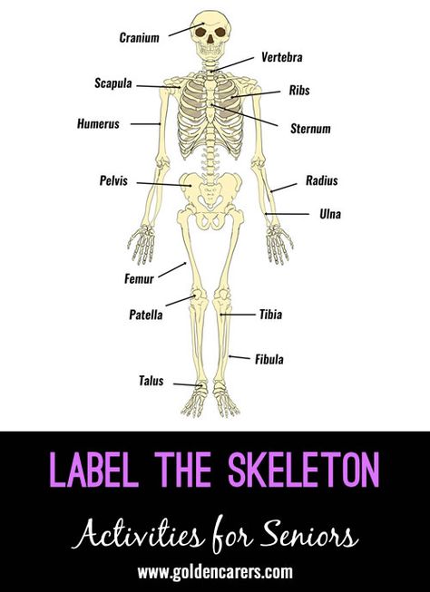 Label the Skeleton: We borrowed a skeleton from a chiropractor and split members into two teams. We wrote out the names of the bones in the body twice and gave each team a copy. We then pointed to a bone on the skeleton and asked each team to stick an answer on the team member of what the bone was called .Good fun! Skeleton Names Of Bones, Skeleton Labeled, Bones Game, Radius And Ulna, Radiology Student, Alzheimers Activities, Body Bones, Mr Bones, Biology Lessons