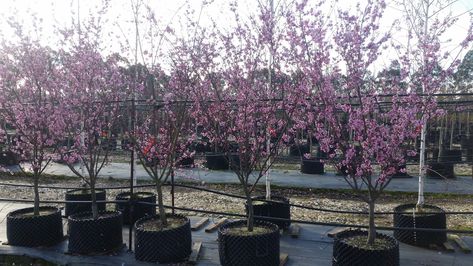 Prunus x blireana Prunus Blireana, Tree Nursery, Australian Native, Early Spring, Japanese Garden, Pink Flowers, Soil, Looks Great, Trees