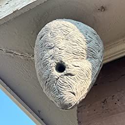 Diy Fake Wasp Nest, Diy Wasp Nest Decoy, Fake Hornets Nest, Fake Wasp Nest, Wasp Deterrent, Hornets Nest, Wasp Nest, Wasp, Rodents