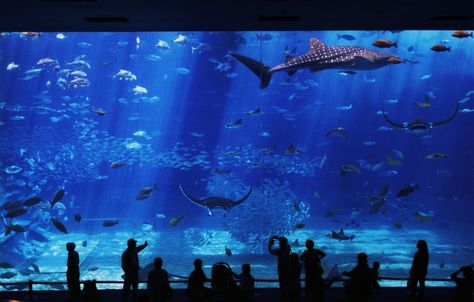 7 Best Japan Aquariums to Visit | Rakuten Travel Churaumi Aquarium, Sea Tank, Tiger Sharks, Aquarium Store, Jellyfish Tank, Public Aquarium, Big Aquarium, Paradise Sea, Day Trips From Tokyo