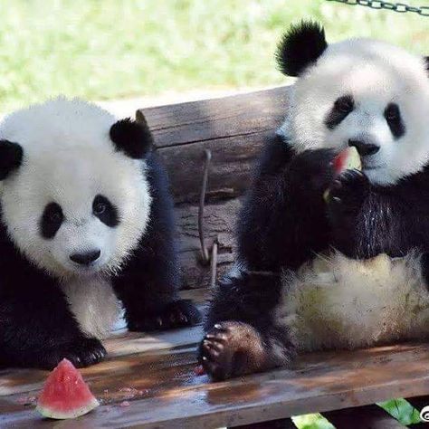 Just two little pandas enjoying some summertime watermelon.   Looks DeLiCious. Tattoo Panda, Panda Express Recipes, Panda Pictures, Wallpaper Panda, Funny Panda Pictures, Drawing Baby, Panda Artwork, Baby Cubs, Baby Panda Bears