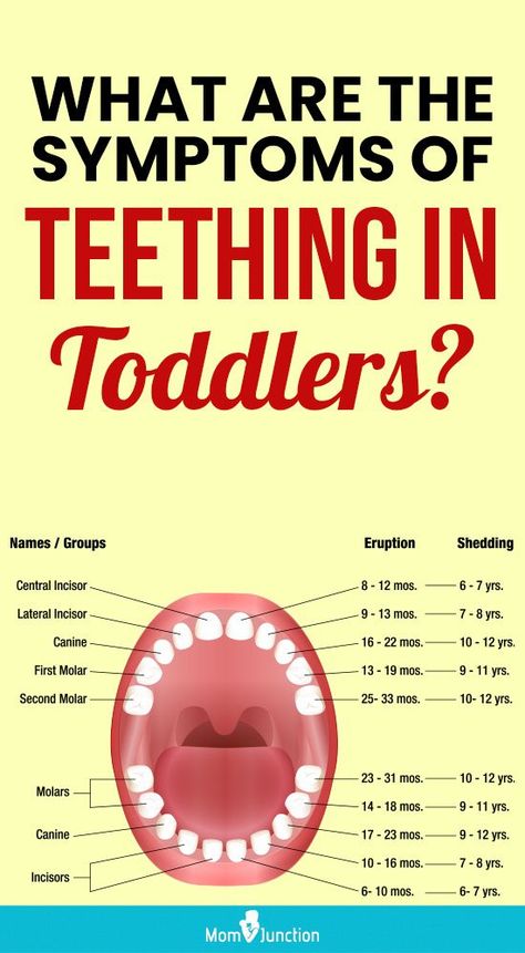 So what teeth does a toddler get between one and three years of age? And how can you deal with the symptoms of teething at the time? In this MomJunction article, we tell you all you need to know about teething in toddlers and how to ease a toddler’s teething pain. 2 Year Molars Teething Tips, Toddler Teething Remedies, Toddler Teething, Teething Chart, Teething Symptoms, Teething Toddler, New Teeth, Tooth Chart, Teething Remedies