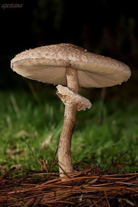 Rare Mushrooms, Flat Mushrooms, Parasol Mushroom, Mystical Mushrooms, Shroom Room, Mushroom Species, Mushroom Cottage, Mushroom Plant, Mushroom Pictures