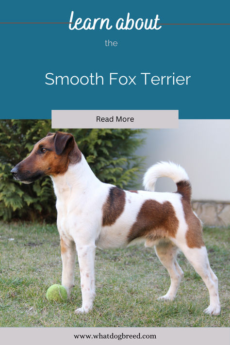 Uncover the spirited charm and boundless energy of the Smooth Fox Terrier breed! 🐾💫 Explore our latest blog post dedicated to these agile and intelligent companions, featuring insights into their history, temperament, and tips for providing the best care. This post is your ultimate guide to understanding and nurturing the Smooth Fox Terrier. Click to embark on an adventure with these spirited and lovable dogs. #SmoothFoxTerrier #DogLovers #AgileCompanions #PetCare Smooth Fox Terriers, Terrier Breeds, Fox Terriers, What Dogs, Fox Terrier, Dog Breed, Pet Care, Dog Breeds, Dog Lovers