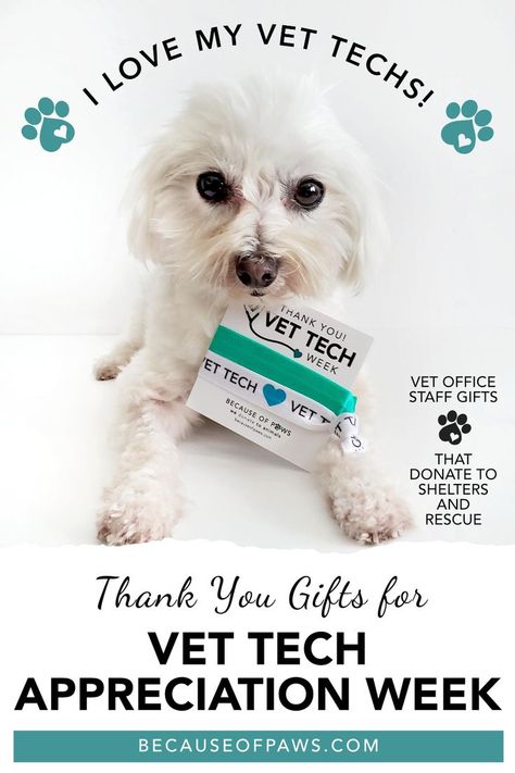 A small, white Maltese dog is holding a square white card which holds two elastic hair ties, one is green and the other is white with the words "Vet Tech" in black letters and a green heart. The card reads "Thank you, Vet Tech Week." Vet Tech Gift Basket Ideas, Vet Tech Week Gift Ideas Diy Crafts, Vet Tech Week Ideas, Vet Tech Appreciation Week Ideas, Vet Tech Week Gift Ideas, Tech Gift Basket, Vet Tech Gift Ideas, Staff Gift Ideas, Tech Week Gifts