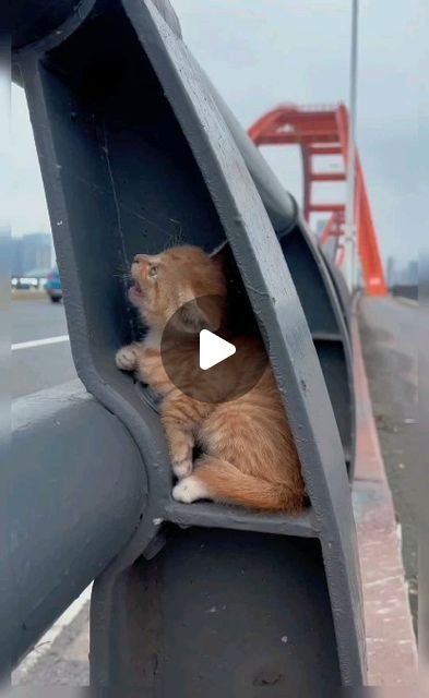 Carlos Rodríguez Peña on Instagram: "❤️🐱❤️" Baby Kitten Videos, Cutest Kittens Ever, Best Cat Gifs, Cat Jokes, Pet Kitten, Kitten Love, Kitten Gif, Baby Kittens, Deck Furniture