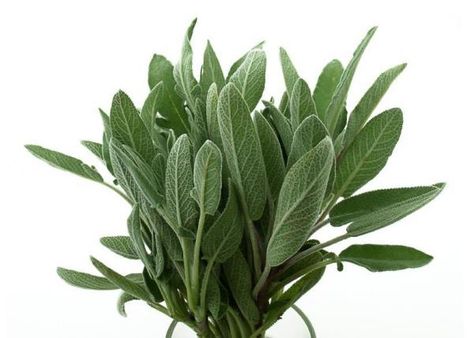 Sage Uses, How To Make Oil, Sage Essential Oil, Sage Oil, Aromatic Plant, Sage Leaves, Indoor Herb Garden, Diy Cosmetics, Diy Essential Oils