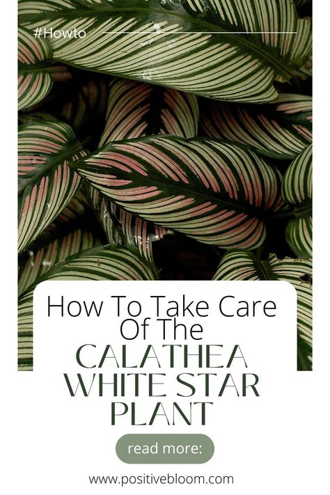 Read this article to learn more about Calathea White Star, what are some of the plant's common features, but also how to take care of it. Types Of Calathea Plant, Calathea Medallion Care, Calathea White Fusion, Calathea White Star, Star Plant, Calathea Lancifolia, Peperomia Plant, Alocasia Plant, Calathea Plant