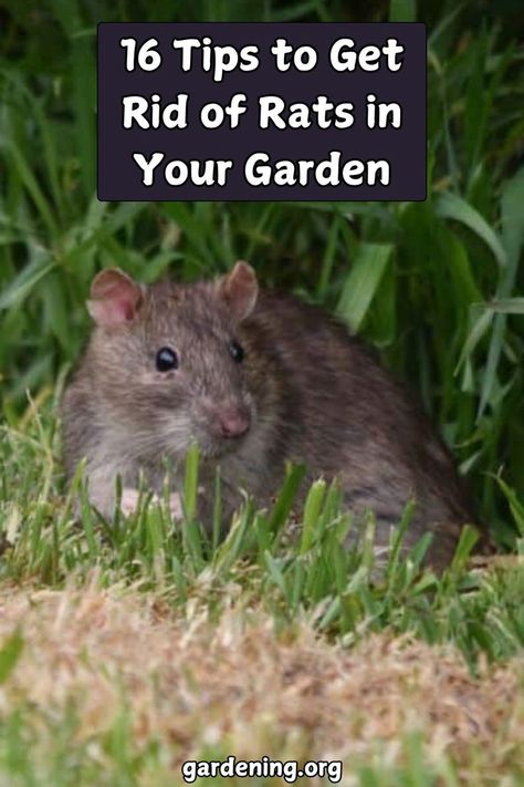 Want to reclaim your garden from pesky rats? Check out our 16 expert tips to get rid of rats in your garden and keep your plants safe! Rodent Proof Garden, Roof Rats How To Get Rid Of, Rat Proof Garden, How To Keep Rats Out Of Garden, Get Rid Of Rats In Yard, How To Get Rid Of Rats Outside, Rodent Repellent Plants, Get Rid Of Rats, Roof Rats