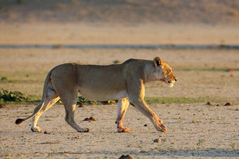 Lioness walking in Kgalagadi | Peet van ... Lion Walking Tattoo, Lioness Walking, Lion Walking, Cat References, Panthera Leo, Lion Photography, Wild Kingdom, Cat Reference, Big Cats Art