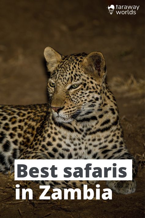 Places In Africa, Zambia Safari, African Wild Dog, On Safari, Big Animals, Cheetahs, Wild Dogs, Hyena, Leopards