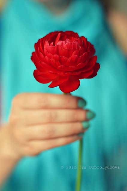 Red And Turquoise, Red Cottage, Colorful Roses, Red And Teal, Red Turquoise, Aqua Turquoise, Red Flower, Tiffany Blue, Flower Field