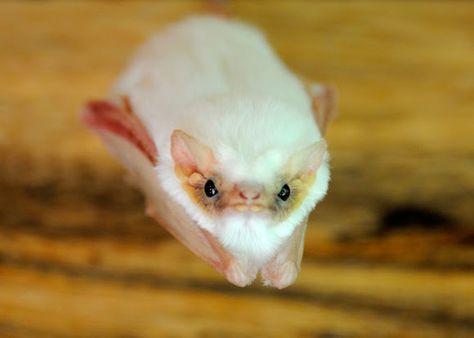 "The rare Northern Ghost Bat is distinctly all-white in appearance and is one of only two known white bats in the world. Unlike other species of bats that live primarily in caves, these bats often rest under palm fronds during the day." Northern Ghost Bat, Sleeping Tent, Ghost Bat, Fruit Bat, Rare Species, Cute Bat, Weird Animals, Animals Friends, Animal Kingdom