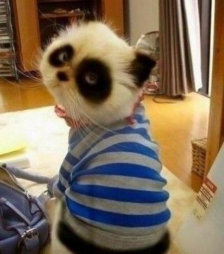 Panda cat! Saw a cat like this at Del Rio Shell Station. Tried to catch it but it was wild and ran away. Söt Katt, Animal Tattoos, Funny Animal Pictures, Crazy Cats, Animals Beautiful, Animals And Pets, Animal Pictures, Fur Babies, Cats And Kittens