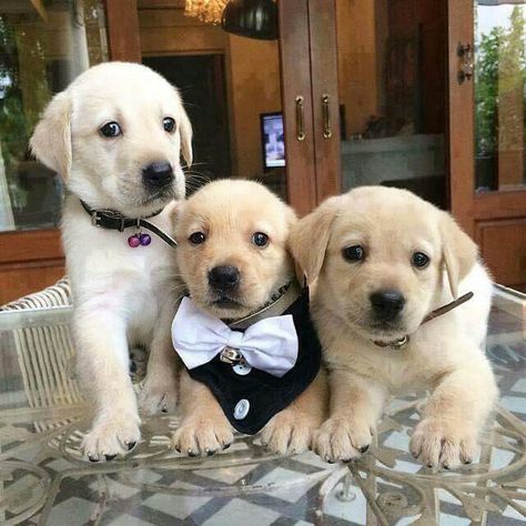 Cute trio Funny Dog Photos, Golden Retriever Puppy, Retriever Puppy, Puppy Pictures, Nice Day, I Love Dogs, Dog Love, Pet Birds, Animals And Pets