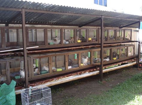 Rabbit Cages Outdoor, Reban Ayam, Rabbit Hutch Plans, Diy Rabbit Cage, Diy Rabbit Hutch, Rabbit Pen, Outdoor Rabbit Hutch, Rabbit Enclosure, Rabbit Farm