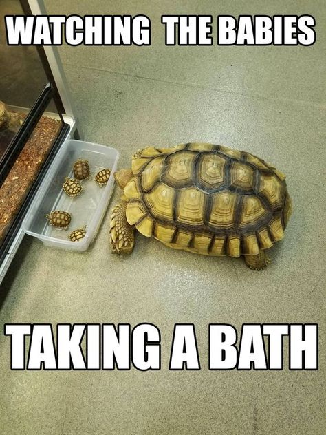 36 Hilarious and Silly Animal Memes   #funnycats #funnydogs #funnyanimals #animalmemes #raccoons Turtle Meme, Turtles Funny, Pet Turtle, The Turtles, Tortoise Turtle, Turtle Love, Cute Turtles, A Turtle, Silly Animals