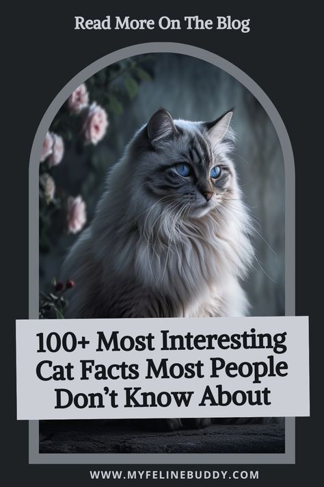 Discover over 100 fascinating cat facts that will surprise even the biggest cat lovers! Learn amazing details about cat behavior, history, and biology that you never knew. #CatFacts #FelineFun #PetLovers Cat Facts Interesting, Hemingway Cats, Cats In Ancient Egypt, Cat Behavior Facts, Facts About Cats, Sweet Sayings, Cool Facts, Cat Door, Old Cats