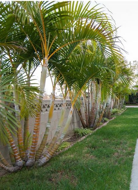 Privacy Palms, Palm Trees Backyard, Palm Trees By Pool, Areca Palm Outdoor Landscape, Palm Tree Garden Ideas, Border Landscaping Ideas, Fence Border Landscaping, Border Landscaping, Front Yard Design Ideas