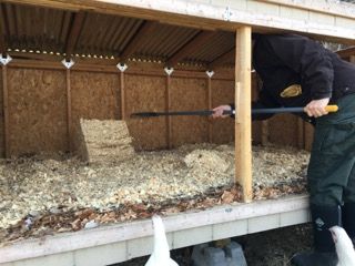 Duck Bedding Coop, Welsh Harlequin Duck, Harlequin Duck, Duck Pens, Pine Shavings, Pekin Duck, Lucky Ducky, Duck Coop, Clean Bed