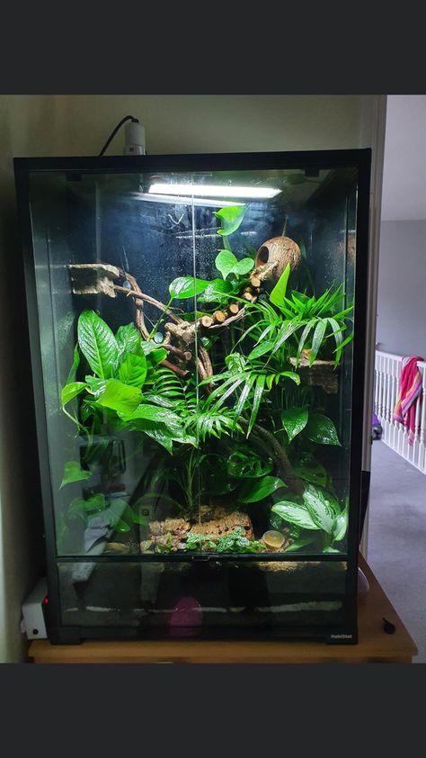 Bioactive Reptile Terrarium, Diy Crested Gecko Enclosure, Lizard Tank Ideas, Large Reptile Terrarium Ideas, Anole Terrarium, Live Plant Reptile Terrarium, Crested Gecko Terrarium Ideas, Crested Gecko Bioactive Terrarium, Crested Gecko Terrarium