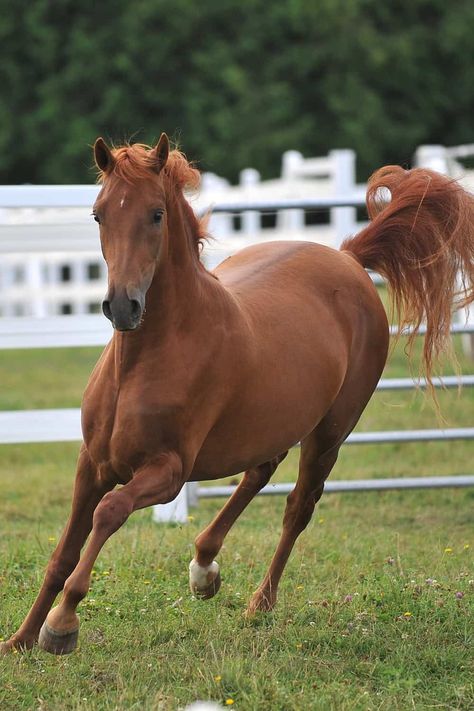 Morgan Horse Breed, Wallpaper Horse Aesthetic, Sketch Horse, Wallpaper Horse, Aesthetic Horse, Hackney Horse, Tattoo Horse, Horse Arabian, Morgan Horses